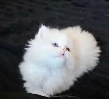 ❤️✨️Persian Kitten ✨️❤️ - Photo 3