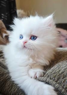 ❤️✨️Persian Kitten ✨️❤️ - Photo 4