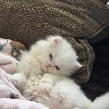 ❤️✨️Persian Kitten ✨️❤️ - Photo 5