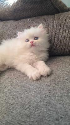 ❤️✨️Persian Kitten ✨️❤️ - Photo 6