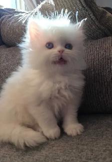 ❤️✨️Persian Kitten ✨️❤️ - Photo 7