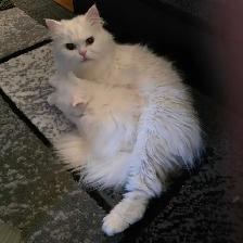 ❤️✨️Persian Kitten ✨️❤️ - Photo 8