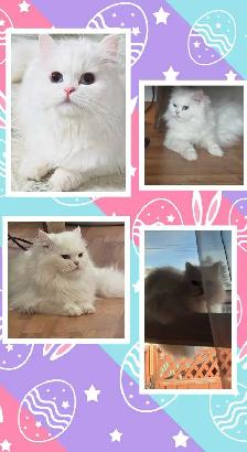 ❤️✨️Persian Kitten ✨️❤️ - Photo 9