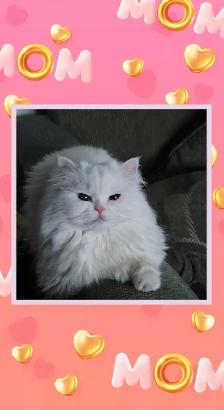 ❤️✨️Persian Kitten ✨️❤️ - Photo 10