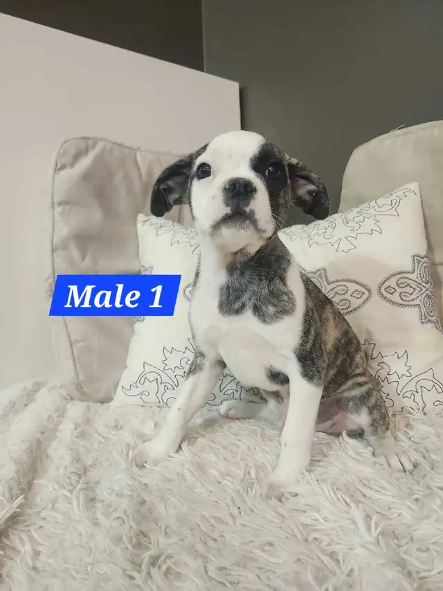 Frenchton mix Puppies