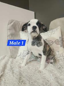 Frenchton mix Puppies