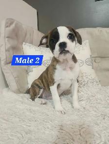 Frenchton mix Puppies - Photo 2