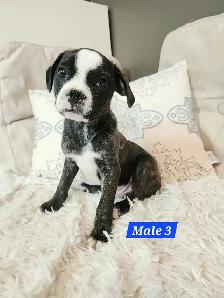 Frenchton mix Puppies - Photo 3