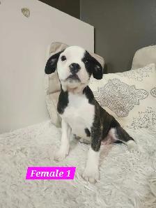 Frenchton mix Puppies - Photo 4