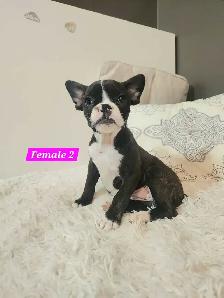 Frenchton mix Puppies - Photo 5