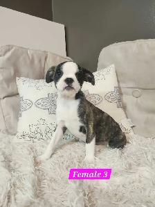 Frenchton mix Puppies - Photo 6