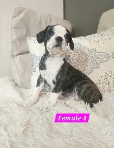 Frenchton mix Puppies - Photo 7