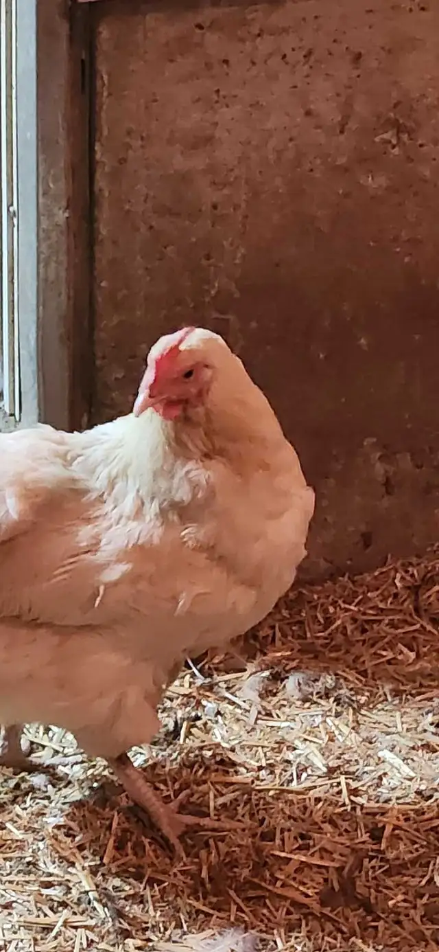 White Layer Chicken