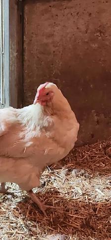 White Layer Chicken