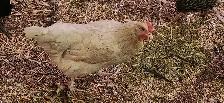 White Layer Chicken - Photo 2