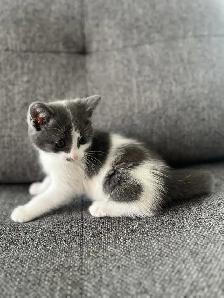 Chaton à vendre, femelle 2 mois. Très belle et affectueuse! - Photo 2