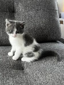 Chaton à vendre, femelle 2 mois. Très belle et affectueuse! - Photo 6