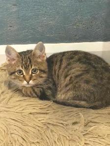 Chaton mâle tigré