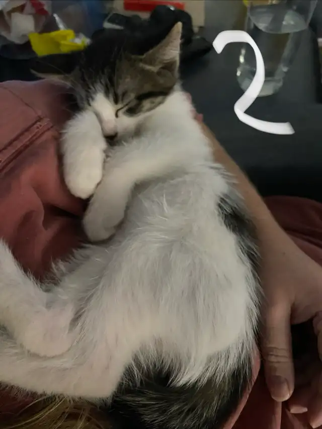 Cute kittens in Parkland County