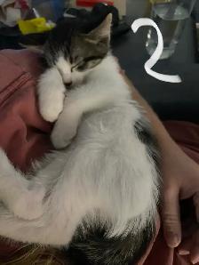 Cute kittens in Parkland County