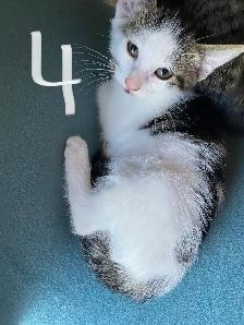 Cute kittens in Parkland County - Photo 2