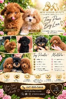 Rear Toy Poodles and MaltiPoo 3-6lb
