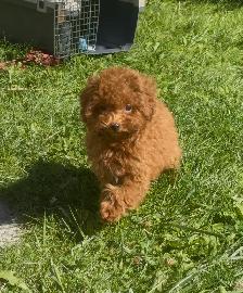 Rear Toy Poodles and MaltiPoo 3-6lb - Photo 2
