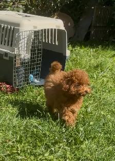 Rear Toy Poodles and MaltiPoo 3-6lb - Photo 3
