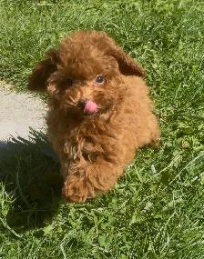 Rear Toy Poodles and MaltiPoo 3-6lb - Photo 4