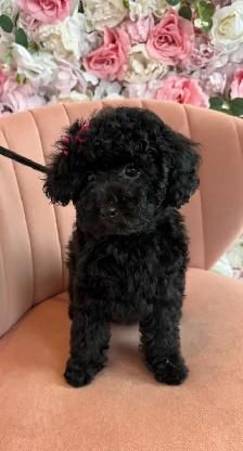 Rear Toy Poodles and MaltiPoo 3-6lb - Photo 5