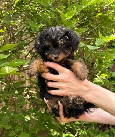 Rear Toy Poodles and MaltiPoo 3-6lb - Photo 6