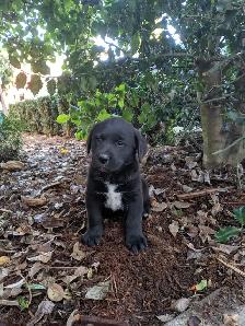 St Labernese