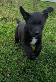 St Labernese - Photo 2