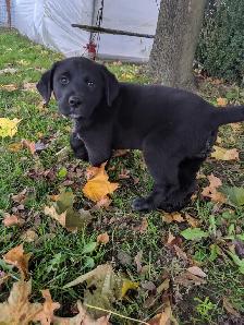 St Labernese - Photo 3