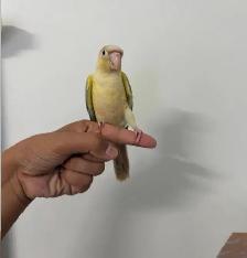 Turqoise Conure