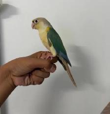 Turqoise Conure - Photo 2