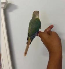 Turqoise Conure - Photo 3