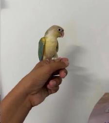 Turqoise Conure - Photo 5