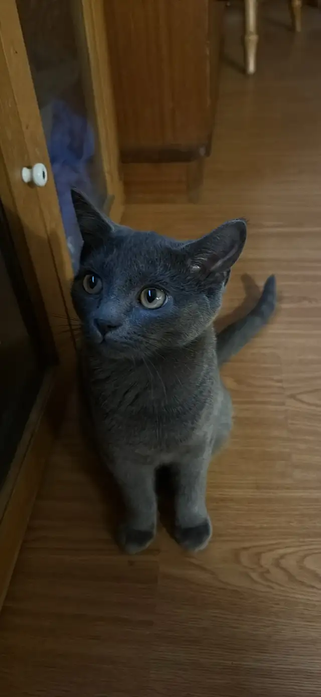free cat and kittens need rehomeing!