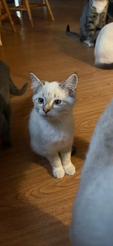free cat and kittens need rehomeing! - Photo 2