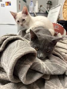 free cat and kittens need rehomeing! - Photo 3