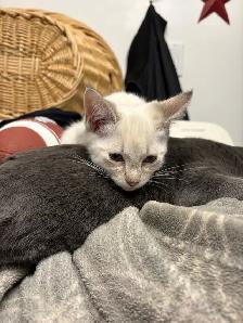free cat and kittens need rehomeing! - Photo 4