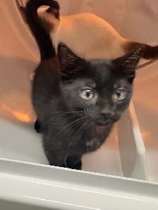 free cat and kittens need rehomeing! - Photo 5
