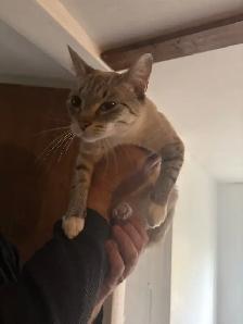 free cat and kittens need rehomeing! - Photo 6
