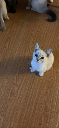 free cat and kittens need rehomeing! - Photo 7