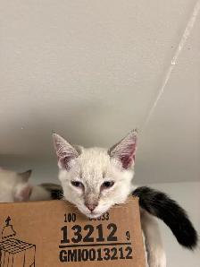 free cat and kittens need rehomeing! - Photo 8