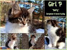 Half Maine Coon Kittens. READY NOW!
