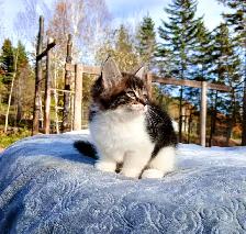Half Maine Coon Kittens. READY NOW! - Photo 2