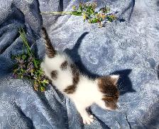 Half Maine Coon Kittens. READY NOW! - Photo 4