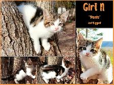 Half Maine Coon Kittens. READY NOW! - Photo 7